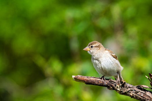 A detailed shot of a house sparrow perched on a branch with a blurred green background.