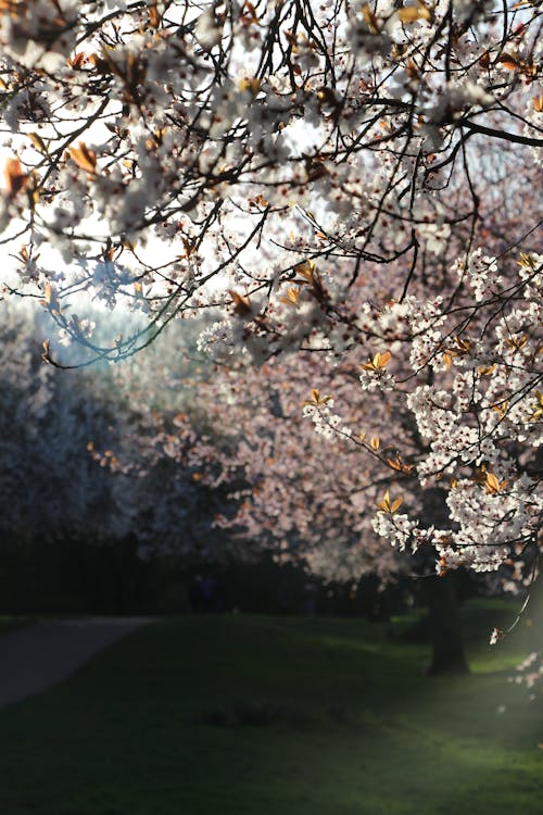 ağaçlar, bahar, Bahçe içeren Ücretsiz stok fotoğraf