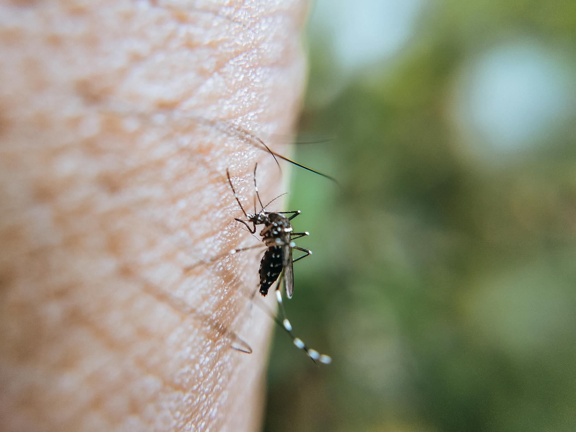 Mosquito on Human Skin