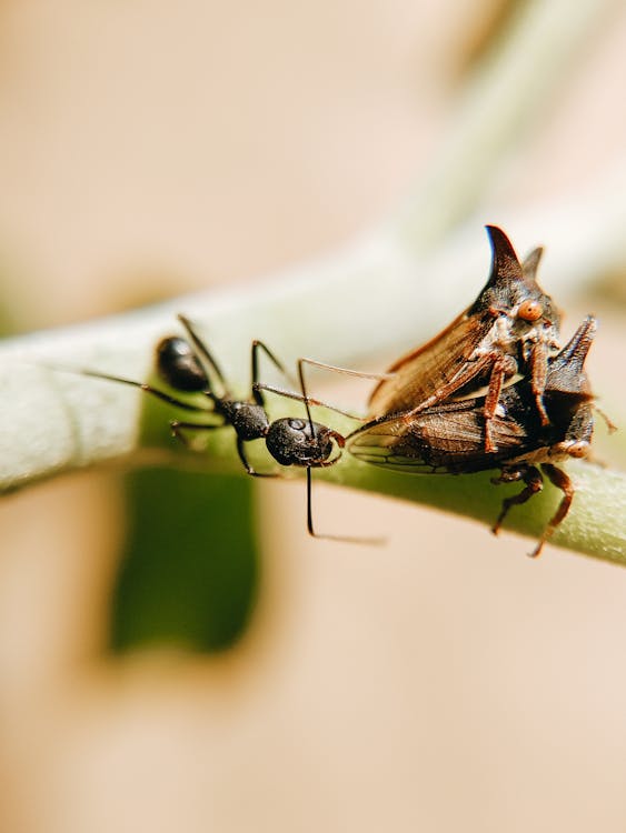 Macro Photography of a Black Ant Next to Thorn Bugs