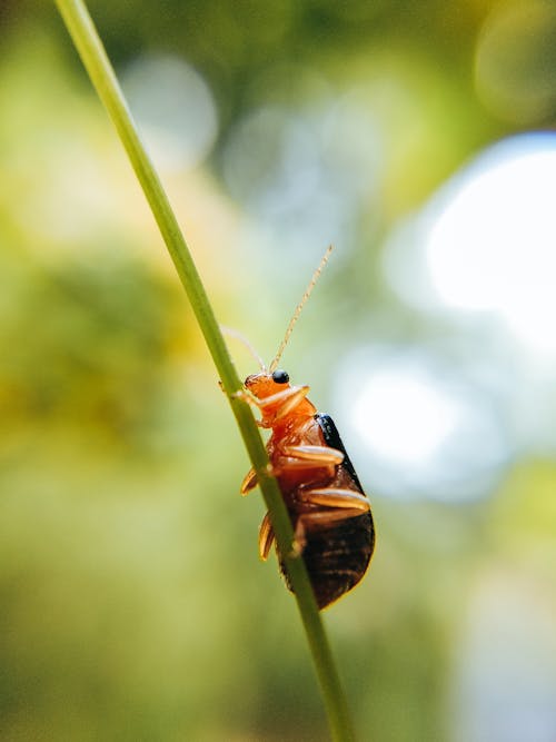 Macro Photography of an Insect