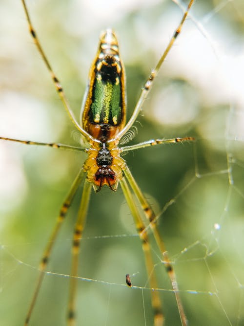 Fotografia Macro De Uma Aranha