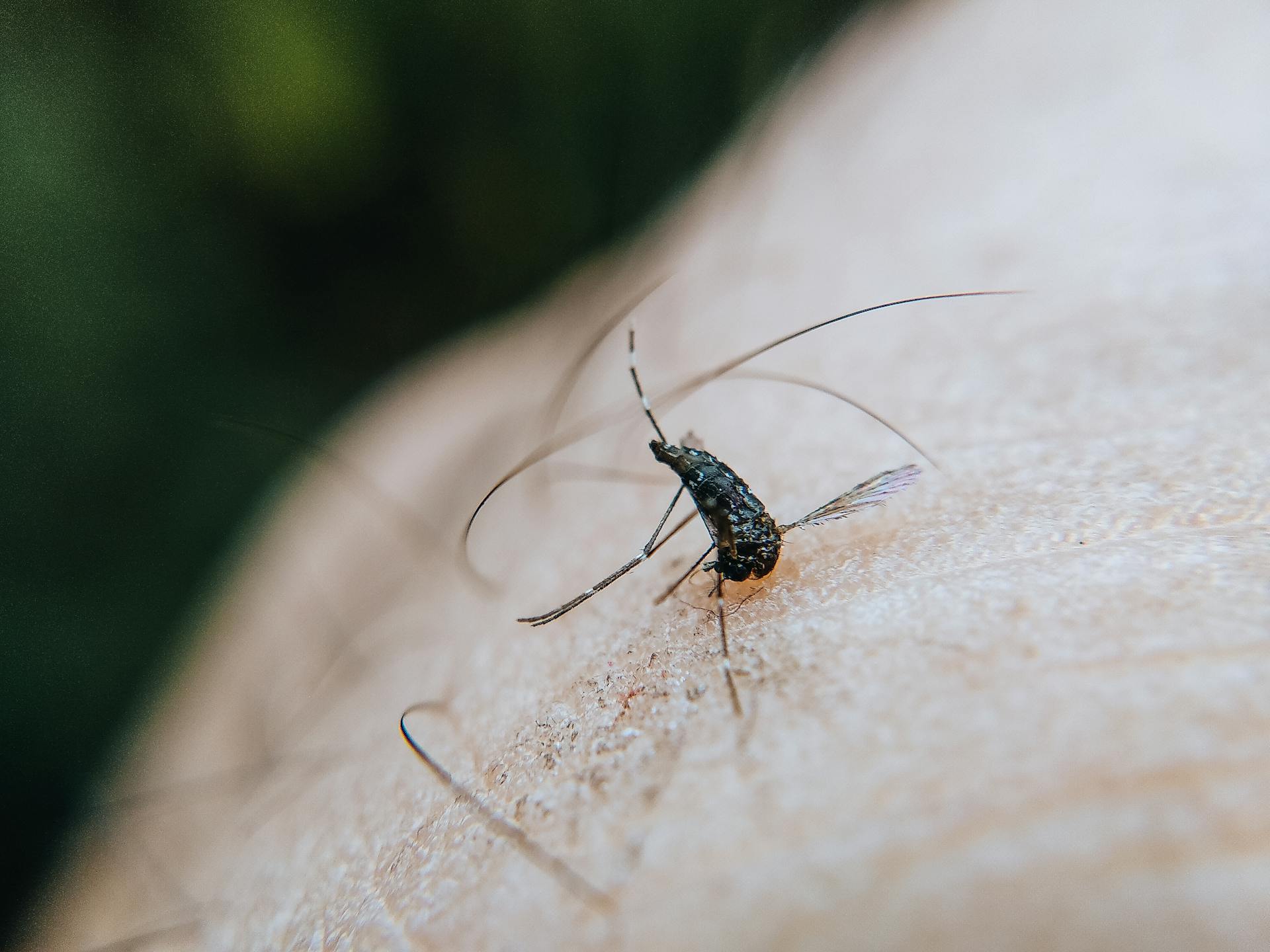 Macro Photography of a Mosquito on Human Skin