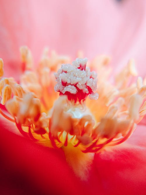 Macro Photography of a Flower