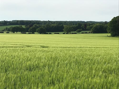 Beautiful Green Wheat Field