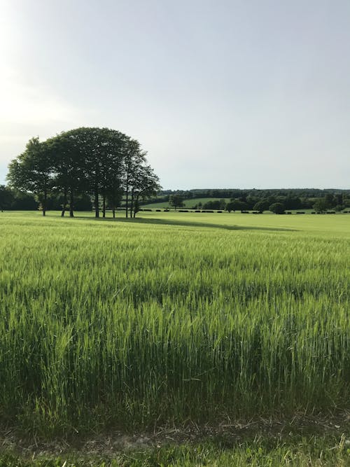 Бесплатное стоковое фото с дерево в поле, поле, пшеница