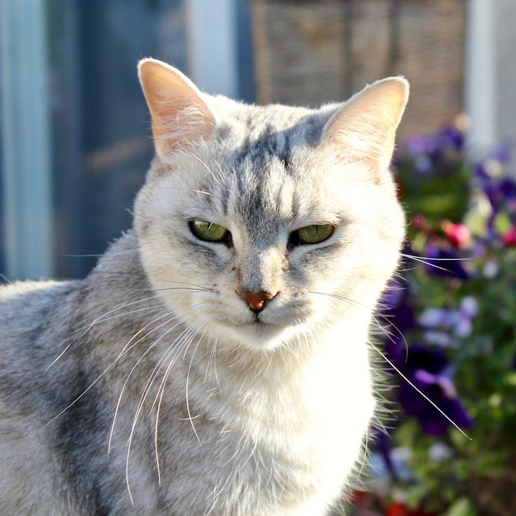 A Cute Burmilla Cat