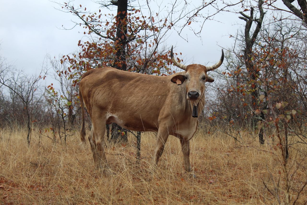 Phalaborwa
