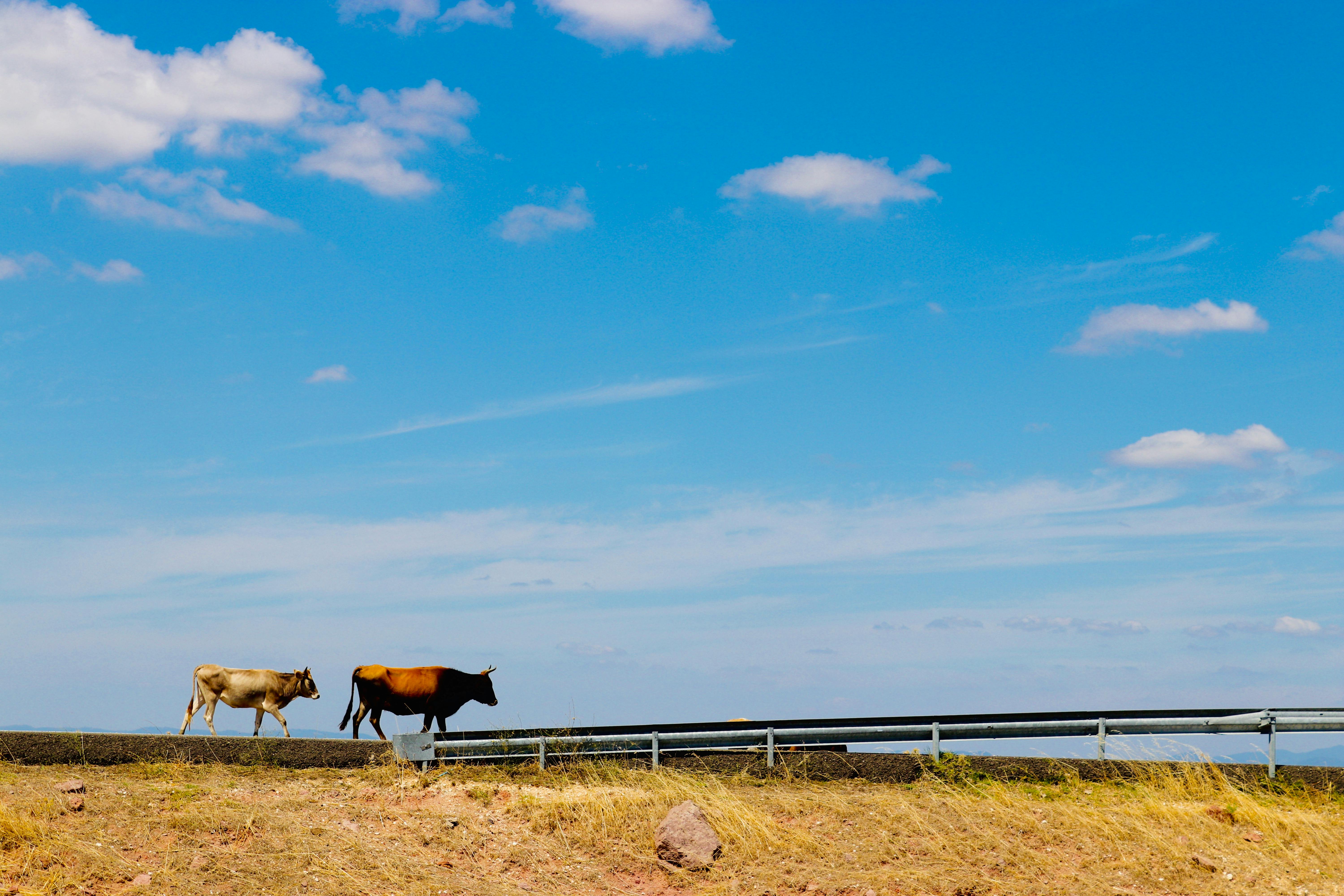 brown cow on green grass field under blue sky