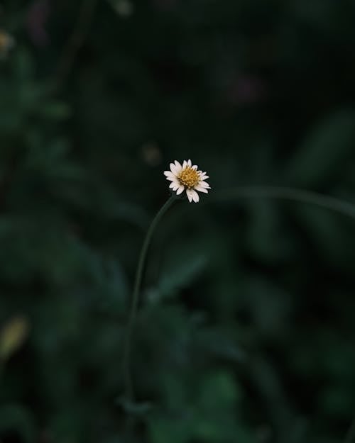 A Beautiful White and Yellow Flower 