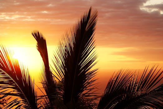 Coconut Tree during Sunset