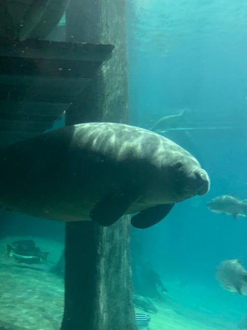 Manatee Floating in Water