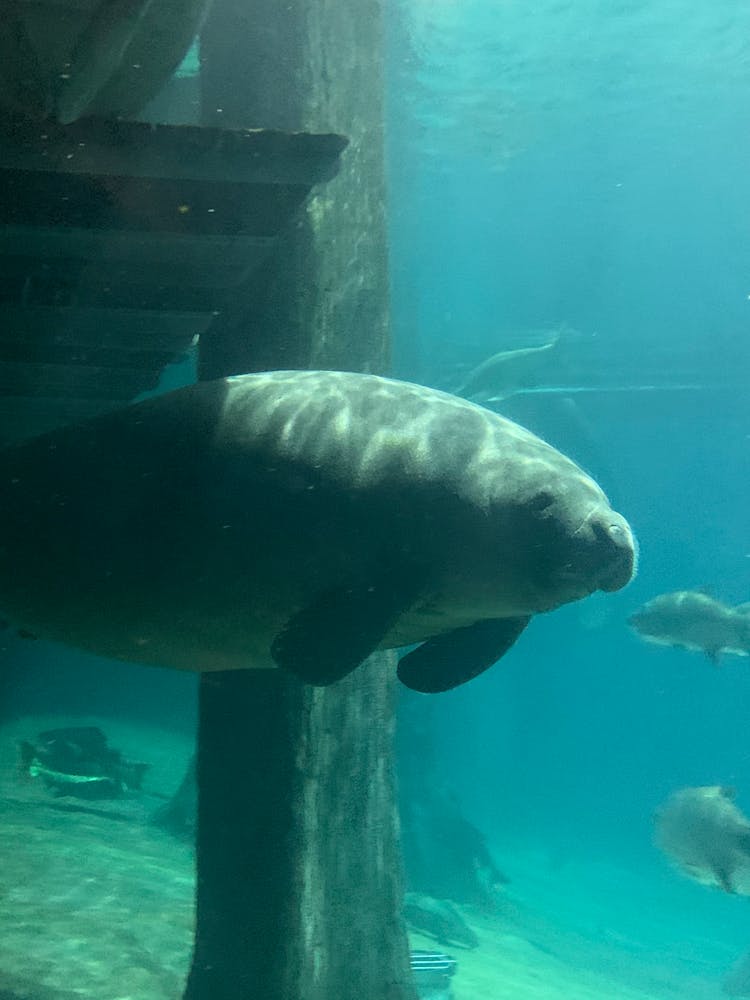 Manatee Floating In Water