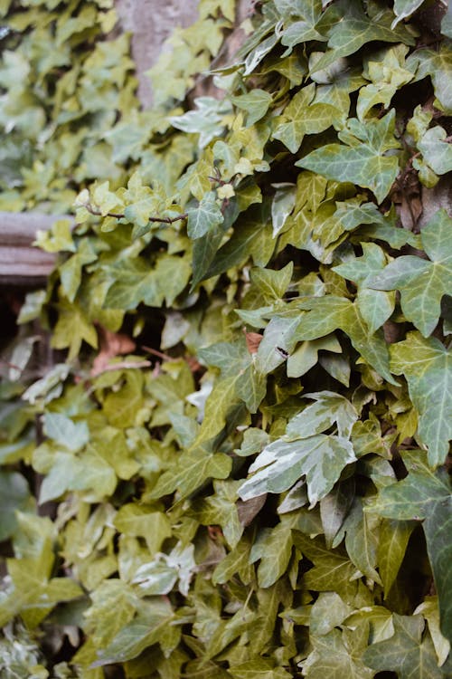 Free stock photo of edinburgh, green nature, leaves