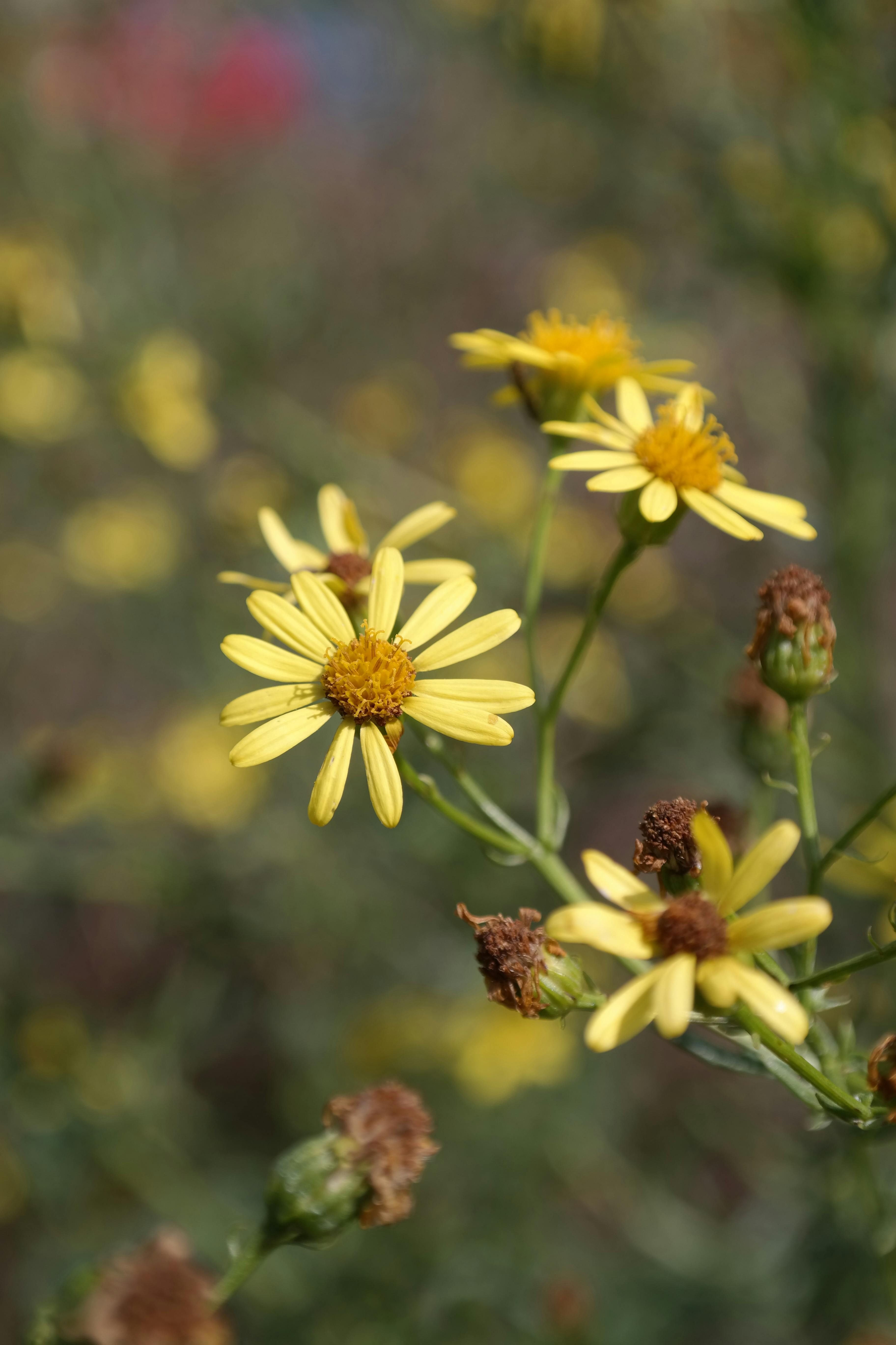 Yellow Flowers in Bloom · Free Stock Photo