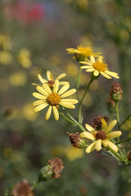 Yellow Flowers in Bloom