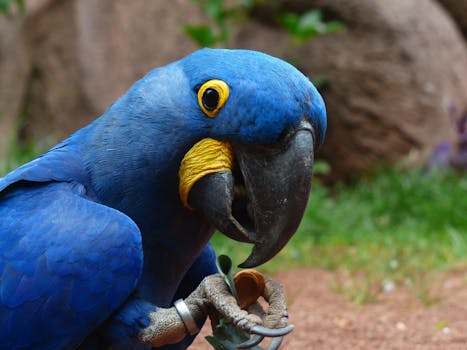 Close-up of a striking hyacinth macaw displaying its vivid blue feathers in an outdoor setting.