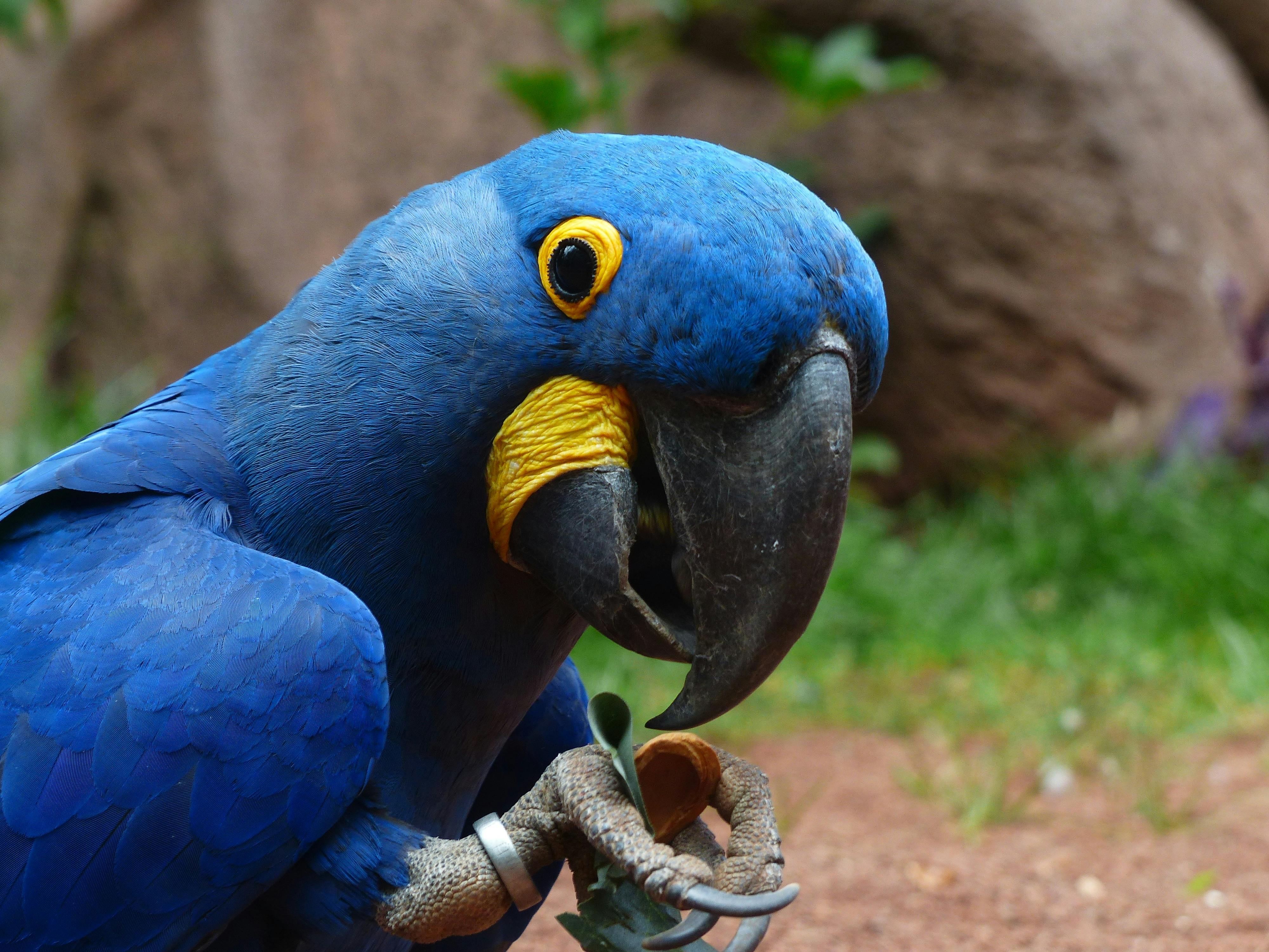 Hyacinth Macaw Photos, Download The BEST Free Hyacinth Macaw Stock Photos &  HD Images