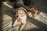 一只平静的狗躺在阳光明媚、舒适的卧室床上，依偎在主人身旁，非常适合生活方式主题