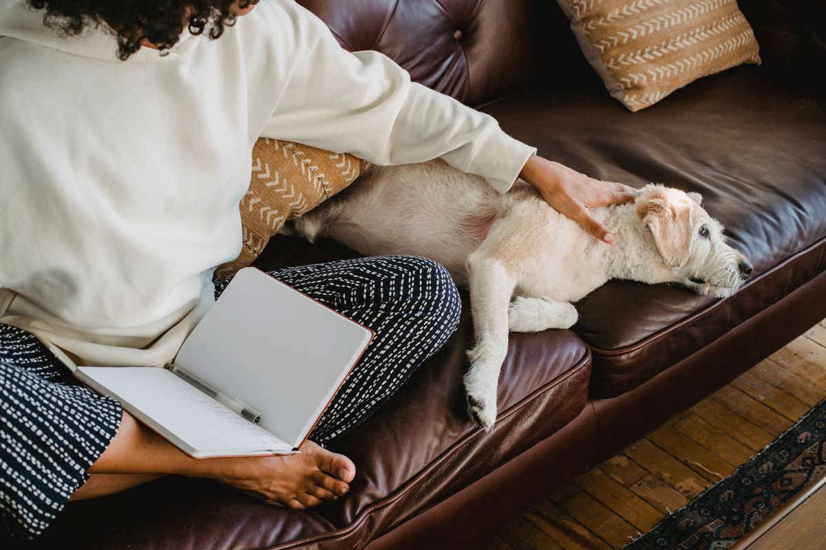 A calm dog rests beside an owner on a couch in daylight, matching the home-care setting where owners check for wet fur and bedding.