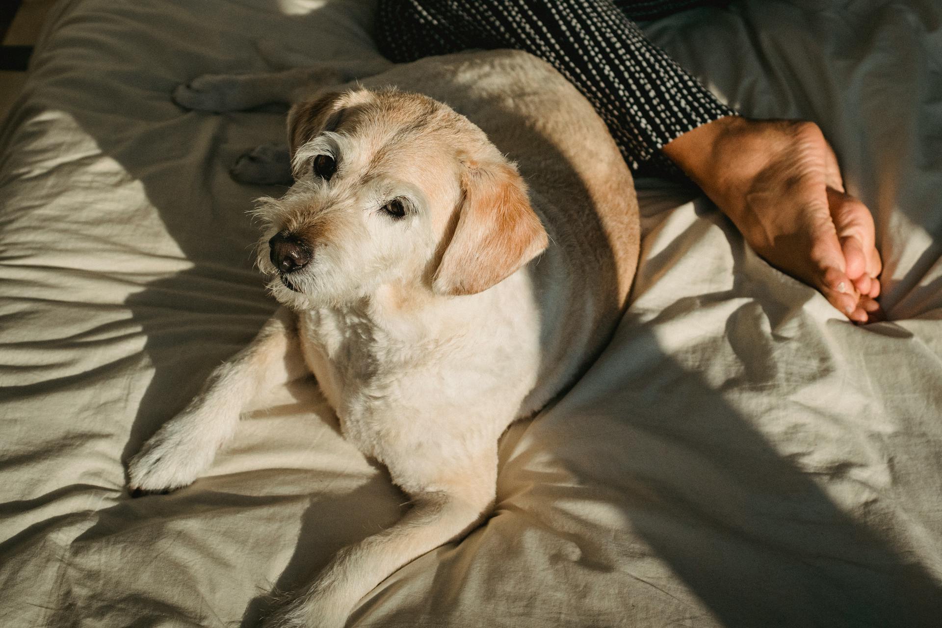 Dog lying on bed near faceless young female owner