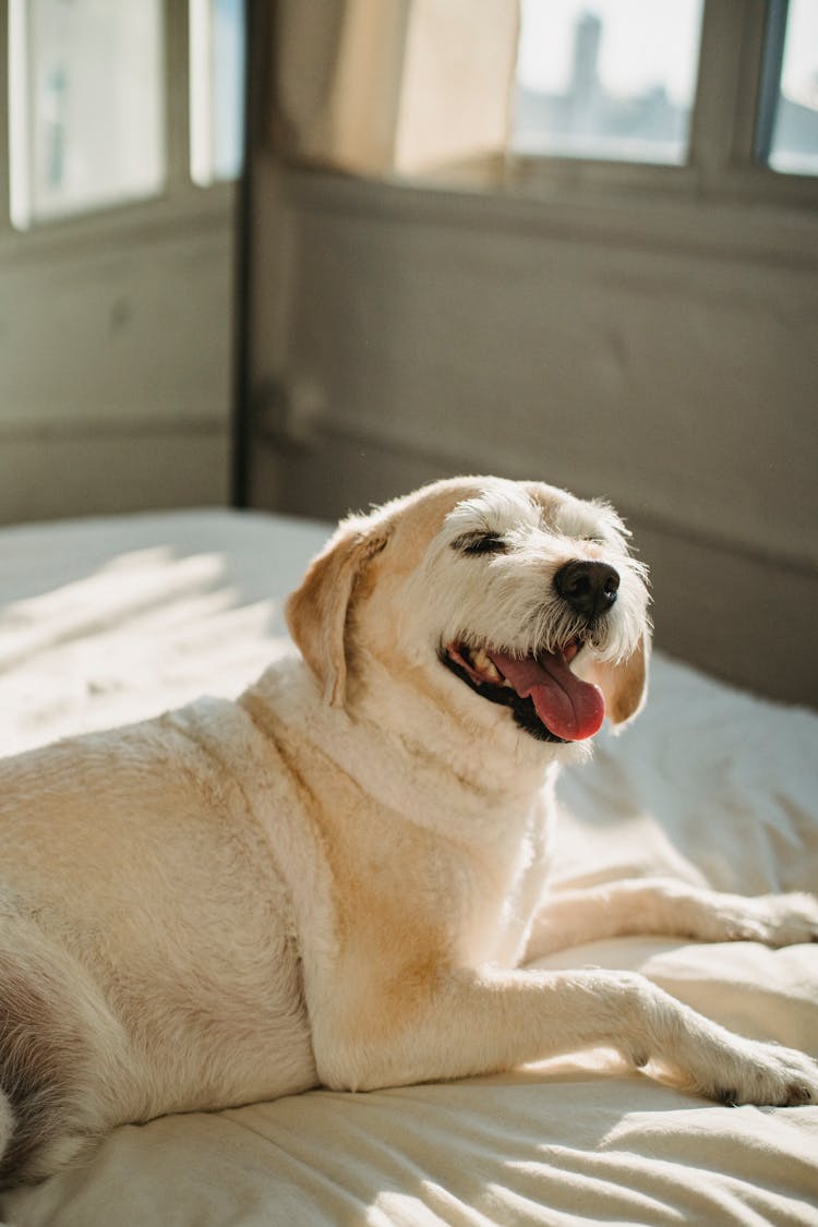 Cute Dog Relaxing On Bed With Tongue Out