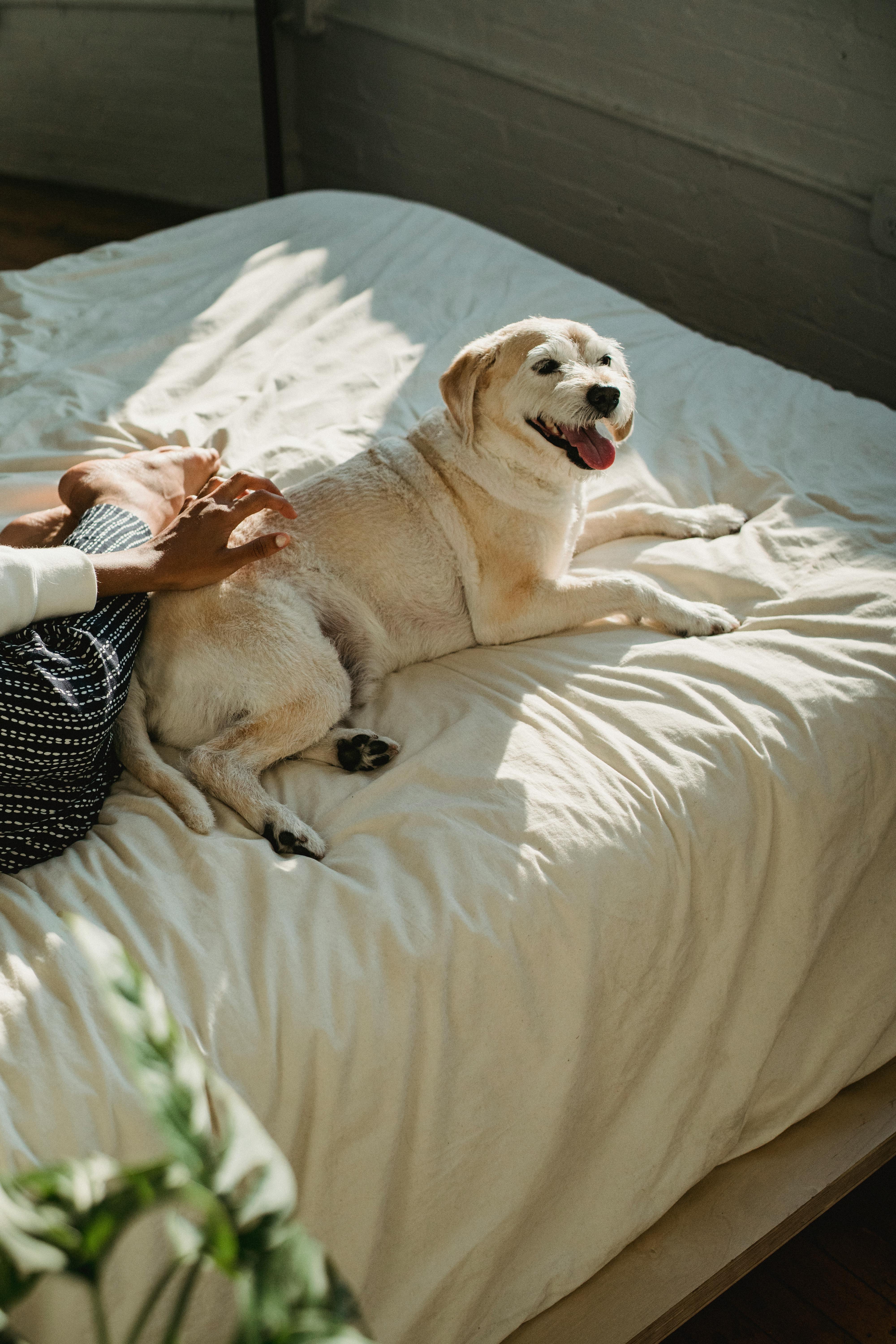 crop woman petting friendly dog lying on bed