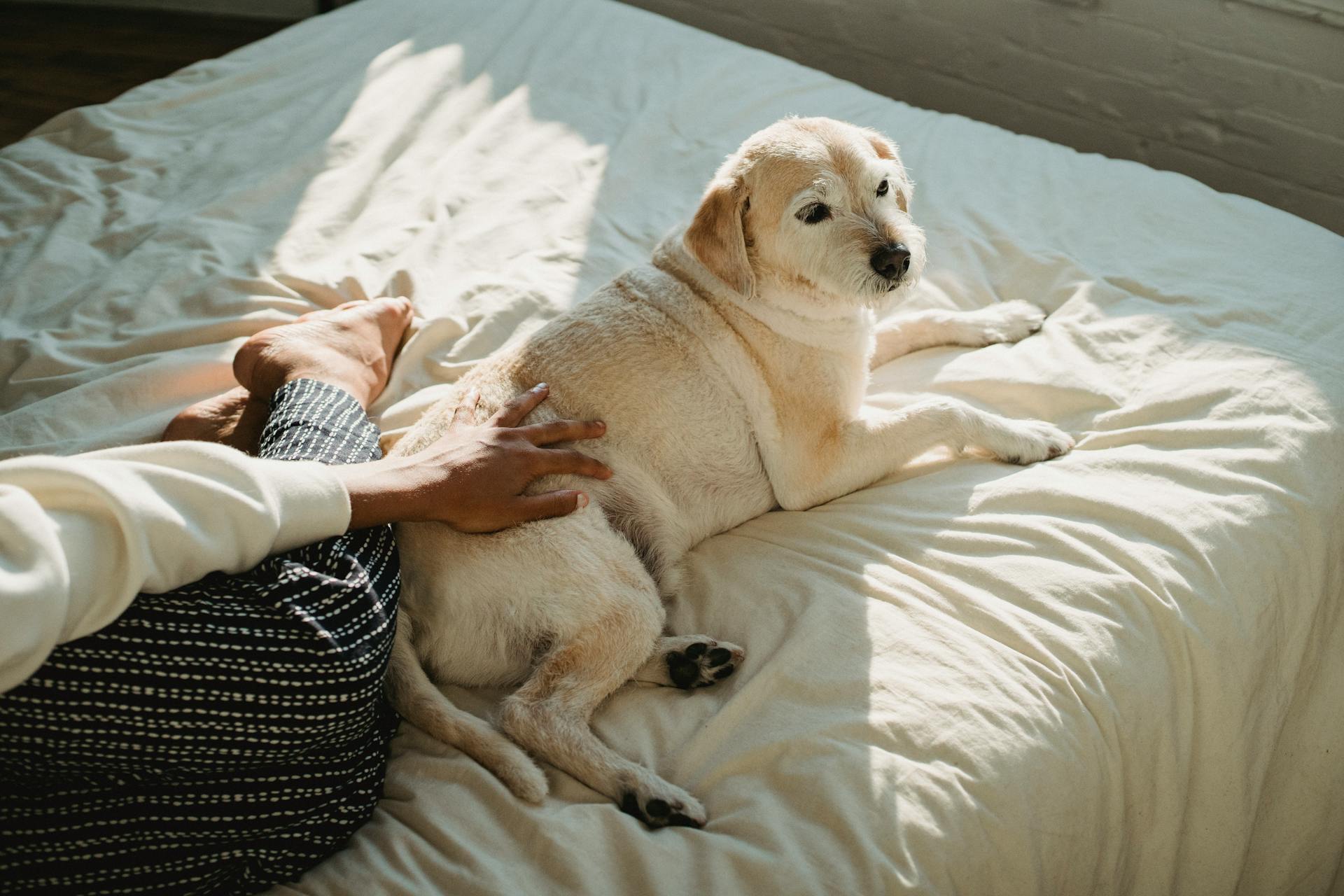 High angle of African American female owner petting fluffy puppy lying on comfortable bed