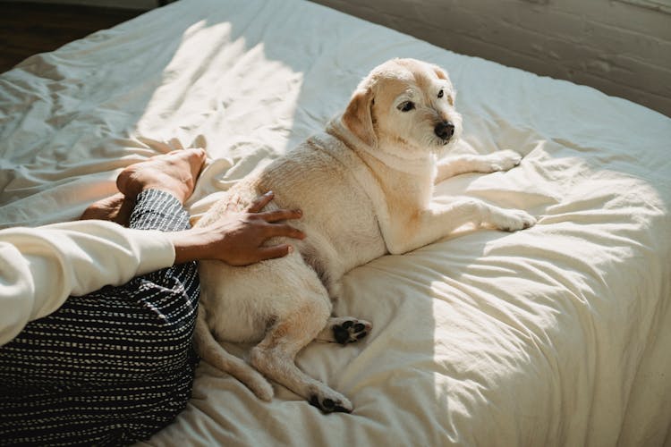 Dog Lying On Bed With Black Owner