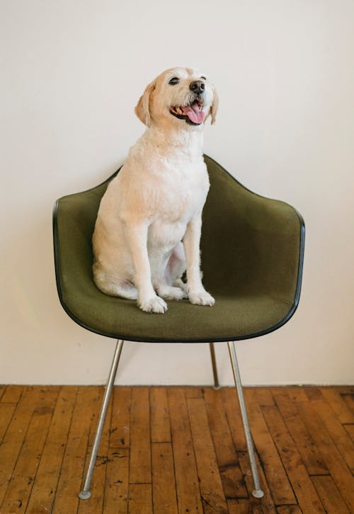 Белая породистая собака с высунутым языком на стуле