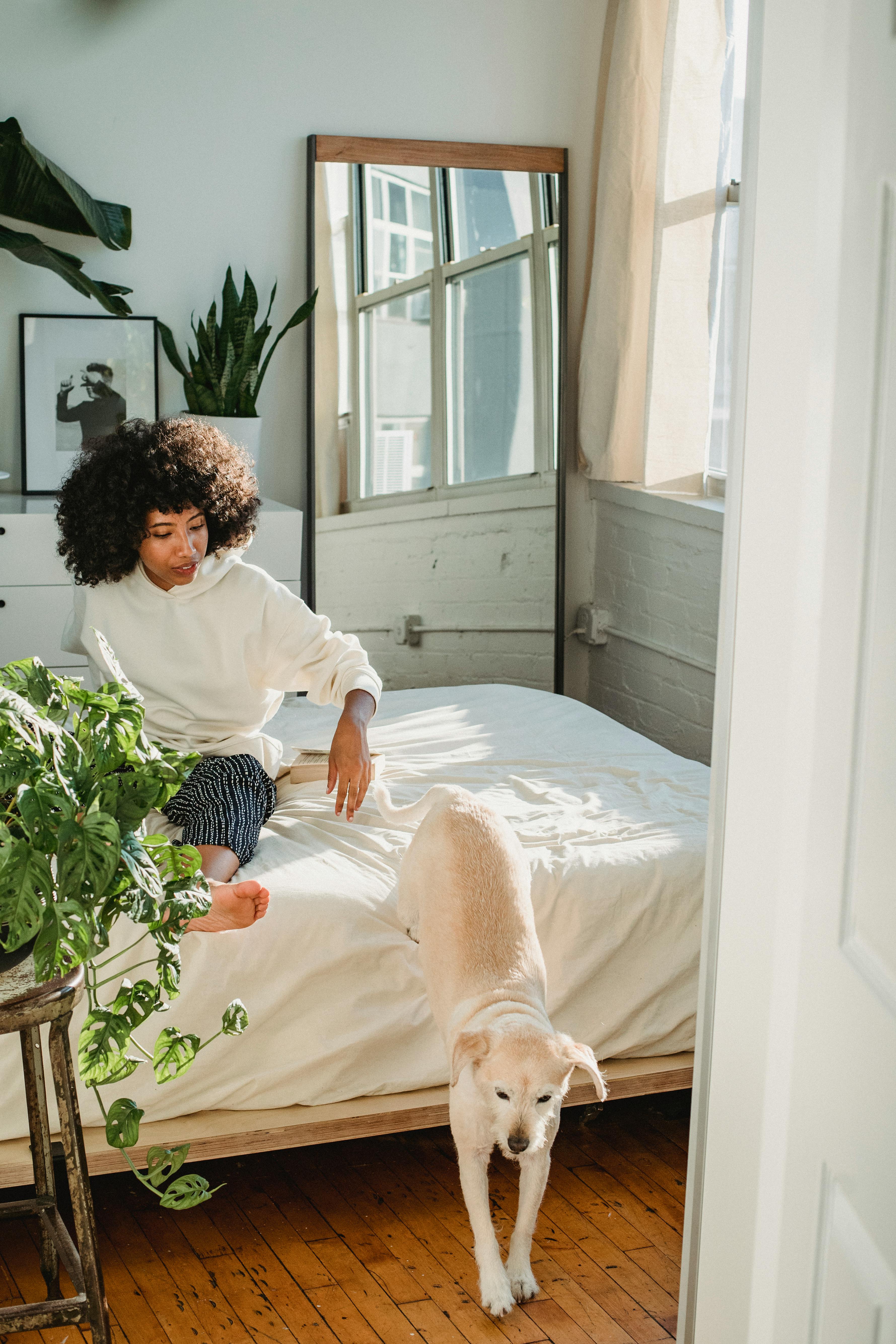 Calm African American barefoot female sitting on bed with dog jumping on floor in comfortable room