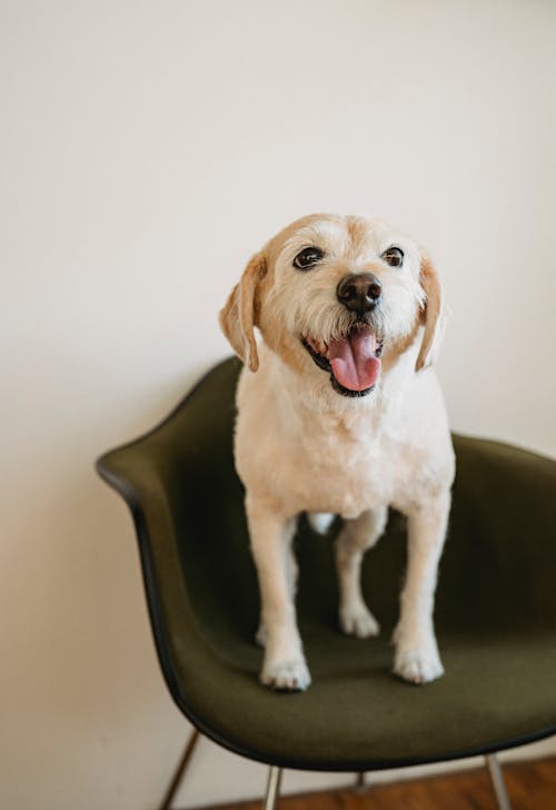 Free Funny white puppy with cute muzzle and mouth opened standing on chair Stock Photo