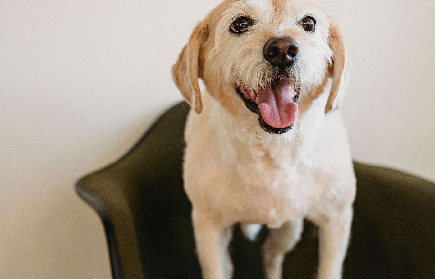 Pourquoi les promenades sont essentielles au chien