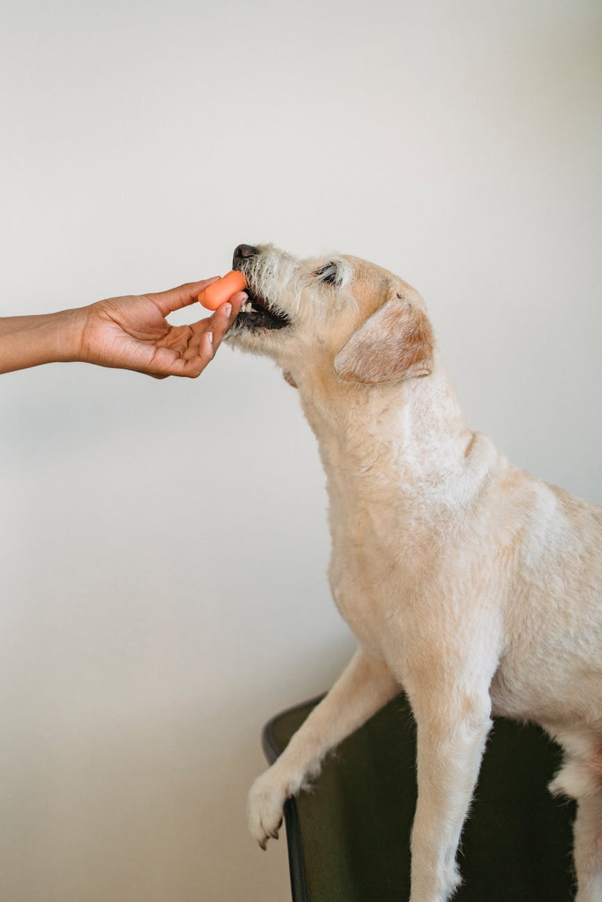 Benefits of Sweet Potatoes for Dogs