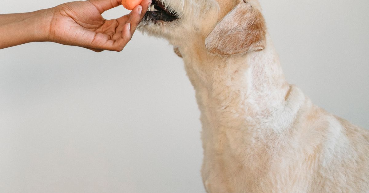 Can Dogs Eat Raw Carrots Can dogs eat raw carrots: a white dog eating a raw carrot from an owner's hand indoors