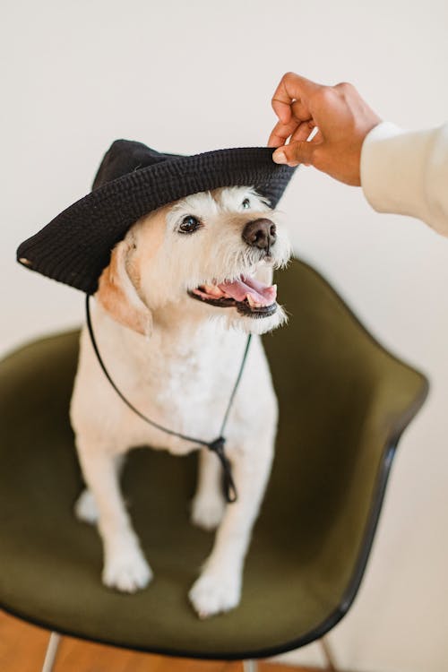Funny dog with tongue out wearing hat sitting on chair