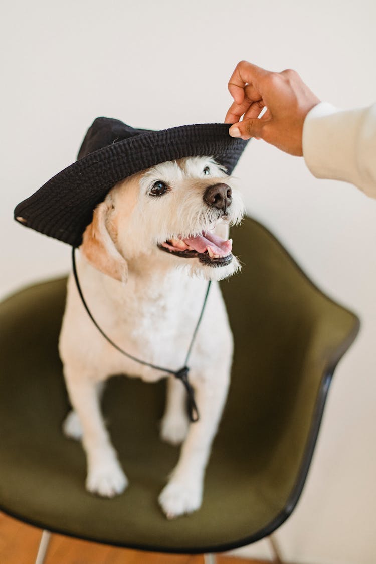 Funny Dog With Tongue Out Wearing Hat Sitting On Chair