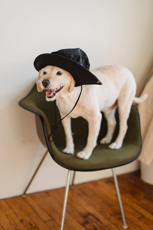 Funny little puppy in hat with tongue out standing on chair in cozy light room