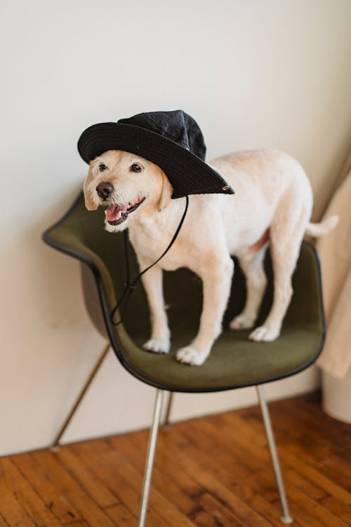 Free Funny little puppy in hat with tongue out standing on chair in cozy light room Stock Photo