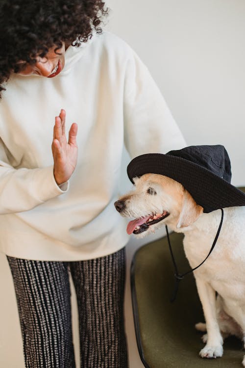 Crop ethnic female owner having fun with dog with tongue out wearing black hat