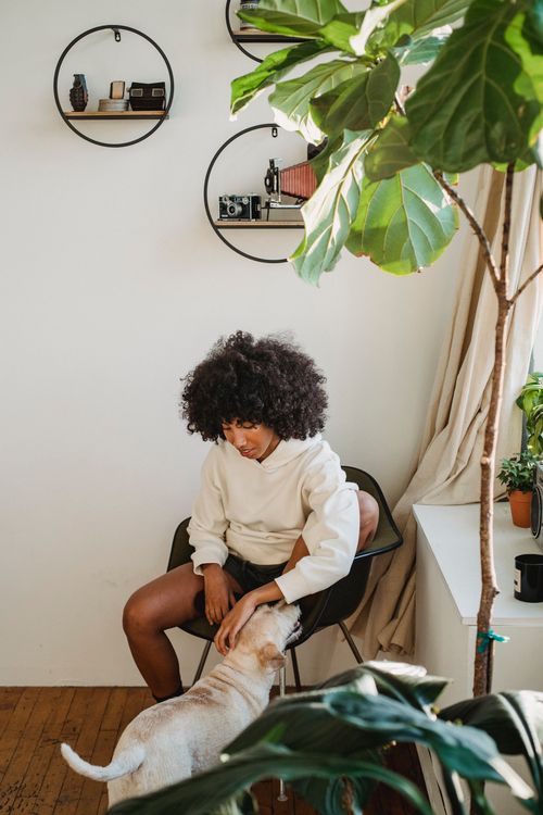 Free High angle of African American female owner sitting on chair under stylish shelves and petting dog Stock Photo
