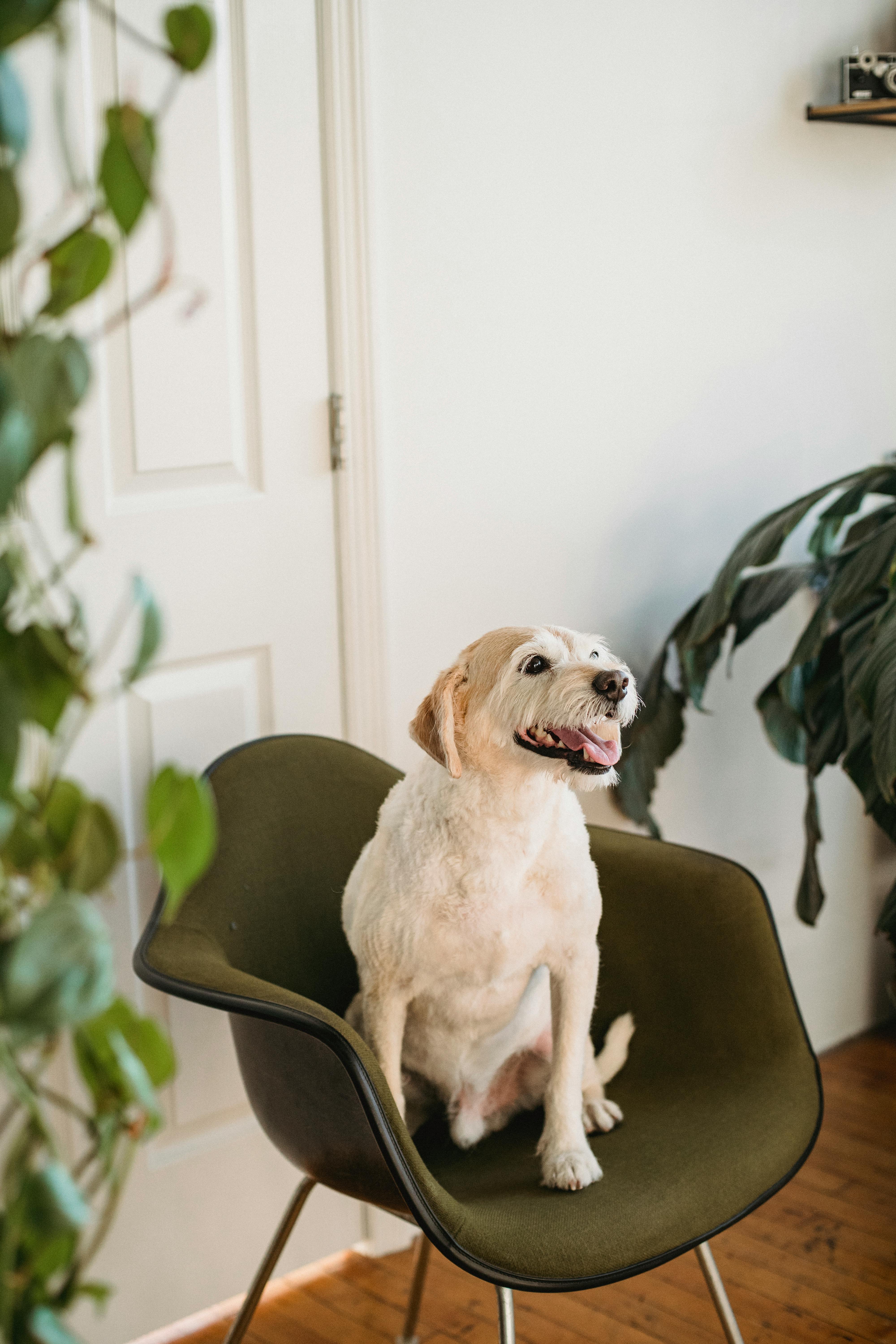 curious dog sitting on chair in room with green plants