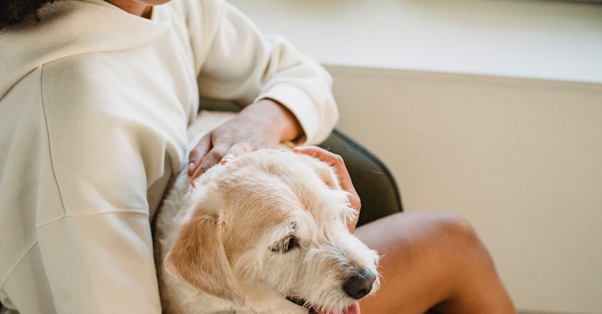 Happy black woman embracing and petting purebred puppy