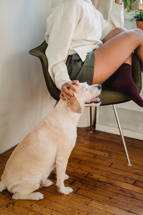 Side view of crop African American female resting on chair and petting dog with tongue out