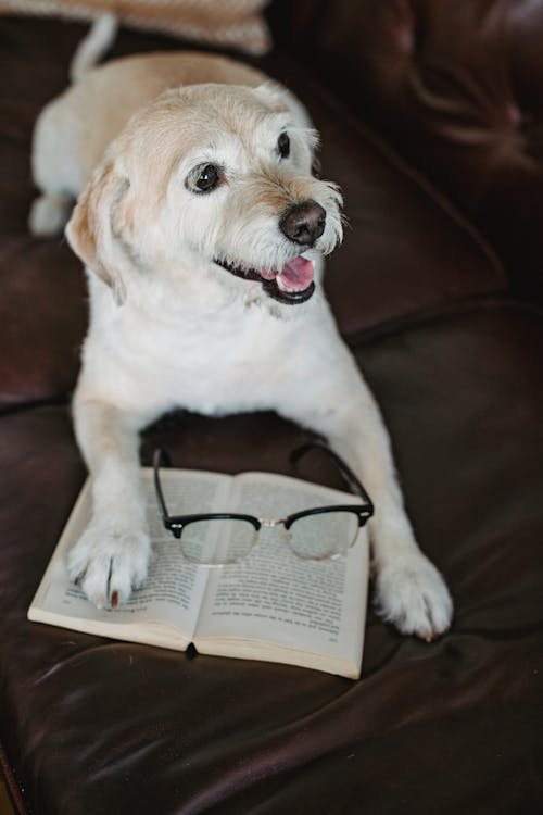 Foto d'estoc gratuïta de a casa, acollidor, adorable