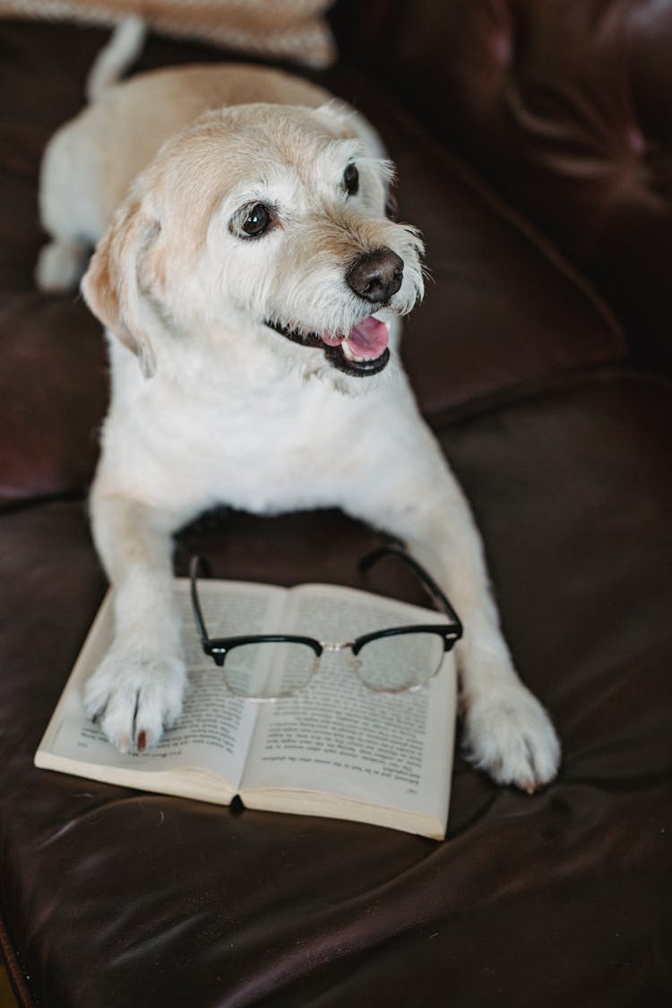 Cute Dog Lying On Sofa With Book