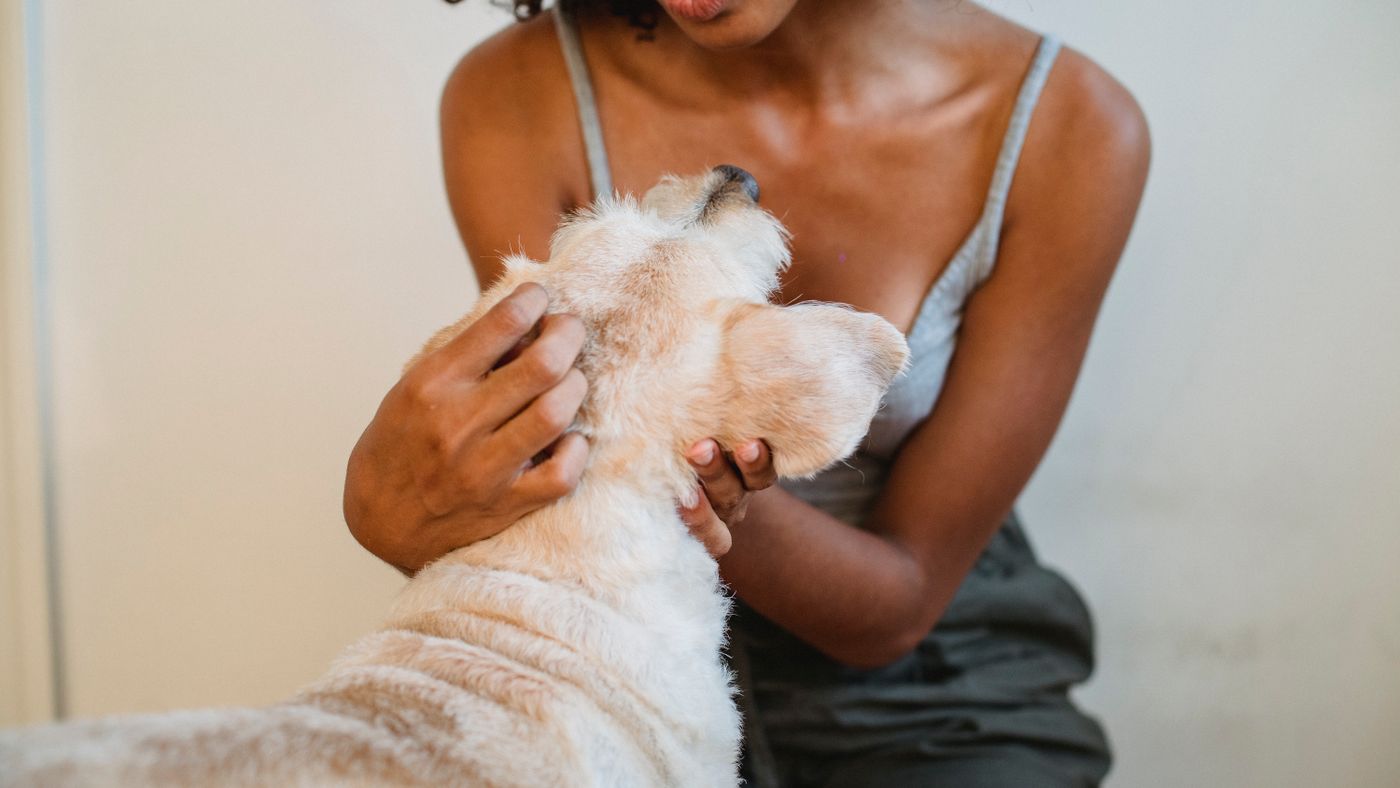 The 'Nothing in Life Is Free' Approach to Dog Training