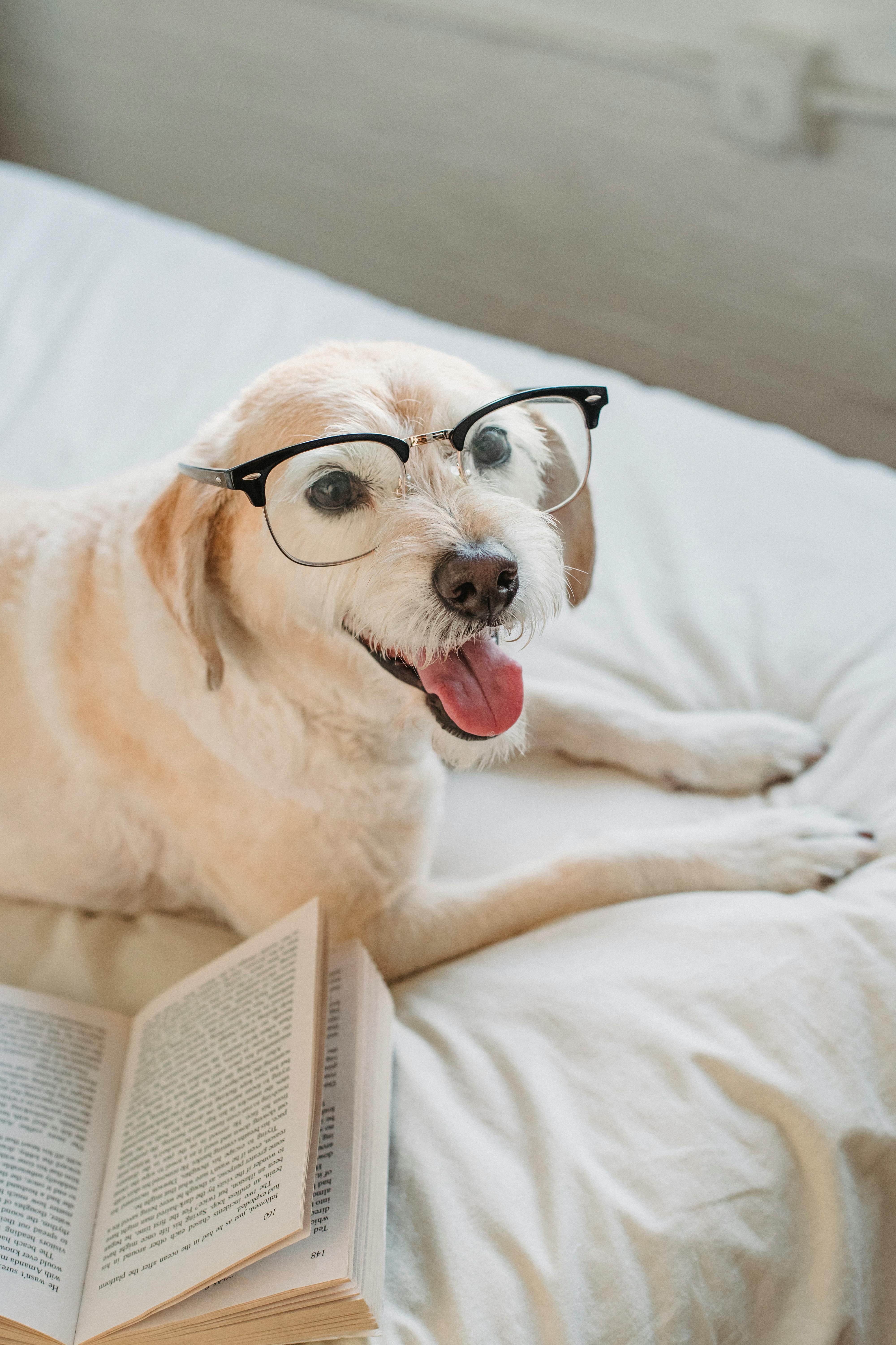 do dogs ever need glasses