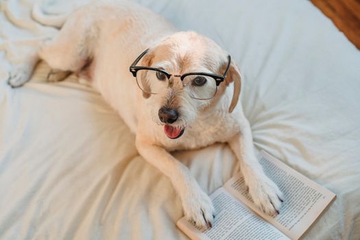 从上方看去，一只戴着眼镜的快乐白狗正躺在白色被罩上，书是打开的