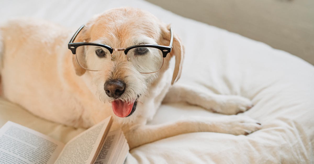 Cute Labrador Retriever in eyeglasses lying on bed with book